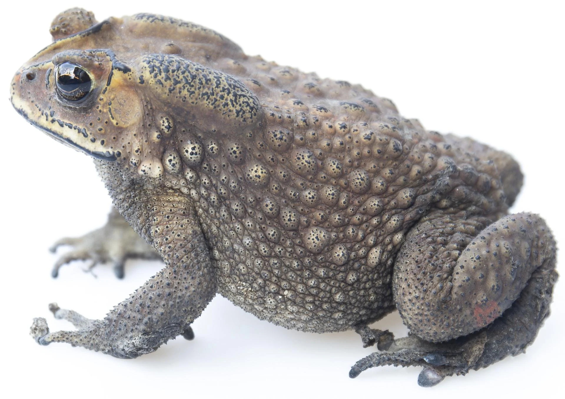 Vecteezy toad isolated on white background 7149867